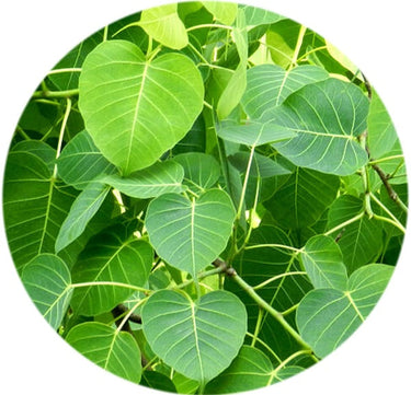https://cdn.shopify.com/s/files/1/1857/6931/products/ValliOrganicsPeepalLeafPowder.jpg?v=1623843016